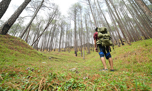 Kanasar Deodar Retreat